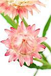 Pink strawflowers, close-up