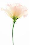 Eustoma flower, close-up, side view