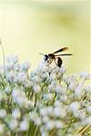 Wasp on allium flower, close-up