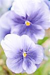 Pansy flowers