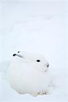 Arctic Hare in Snow