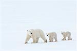 Ours polaire en compagnie d'oursons