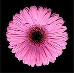 Still Life of Gerbera