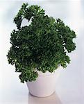 Curly Parsley in a Flower Pot