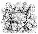 Cauliflower (illustration)