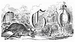 Nature morte : lettre G, de la chèvre, oies verts (illustration)