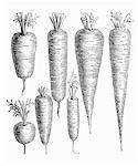 Various types of carrot (illustration)