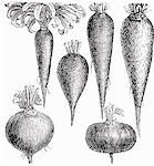Various root vegetables (illustration)