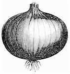 Onion (illustration)