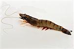 Fresh king prawn with head