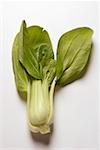 Bébé pak choi