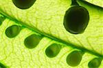 Mangetout pea with peas, backlit (detail)