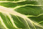 Lettuce leaf (detail)