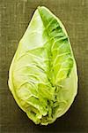Pointed cabbage on green background