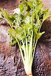 Coriander with root on wooden background