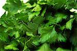 Flat-leaf parsley (close-up)