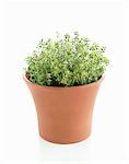 Lemon thyme in pot