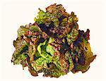 Red Lettuce