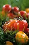 Tomatoes in grass