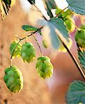 Houblon sur le bine (Humulus lupulus)