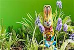 Grape hyacinths with chocolate Easter Bunny & chocolate eggs