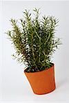Rosemary in a cache-pot