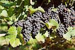 Red wine grapes on the vine