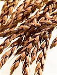 Ears of spelt wheat on white background