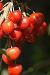 Cherries on the tree