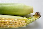 Two corn cobs with husks and silk