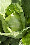 A white cabbage in the field