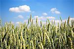 Spelt wheat in the field