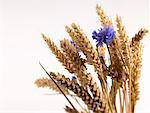 Ears of wheat