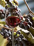 A glass of red wine with grapes in the background