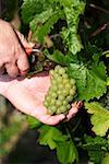 Coupe Weissburgunder raisins de la vigne