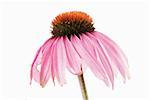 Purple coneflower (Echinacea purpurea)