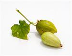 Two young Thai cucumbers