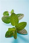 A sprig of mint