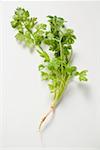 Fresh coriander with root