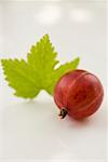 Red gooseberry with leaf (close- up)