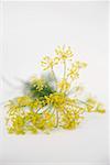 Dill flowers