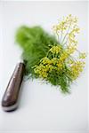 Dill Blumen mit Messer