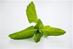 A sprig of mint