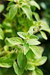 Fresh oregano in the open air (detail)