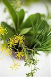 Bunch of herbs with dill flowers