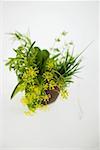 Bunch of herbs with dill flowers in brown beaker