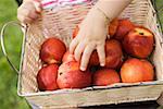 Child reaching for nectarine in basket