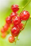 Rote Johannisbeeren auf den Busch