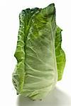 A pointed cabbage