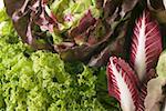 Une sélection de salades et radicchio (détail)